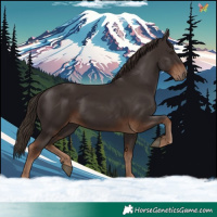 Horse Color:White Spotted Liver Chestnut