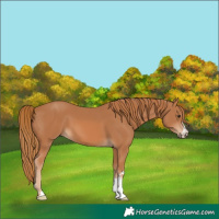 Horse Color:Chestnut 