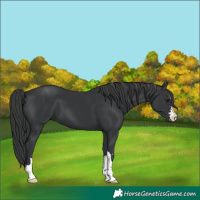 Horse Color:Black 