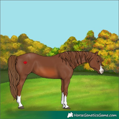 Horse Color:Chestnut 