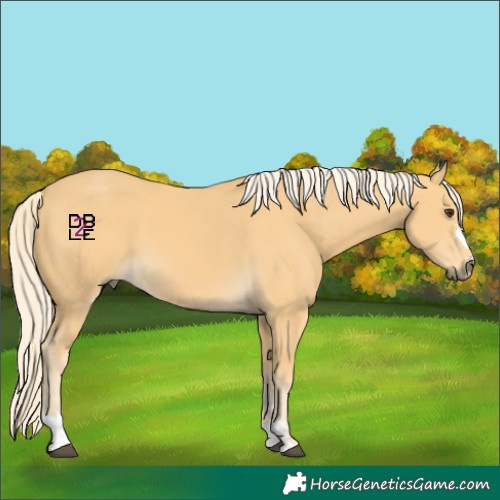 Horse Color:Palomino 