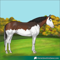 Horse Color:Bay Splash