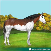 Horse Color:Bay Splash 