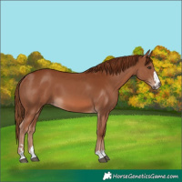 Horse Color:Chestnut 