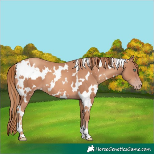 Horse Color:White Spotted Gold Champagne 