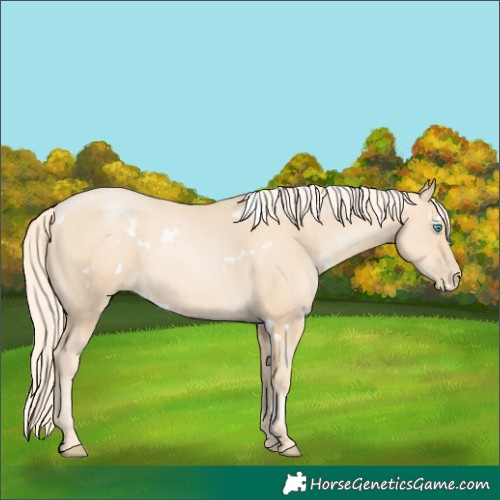 Horse Color:White Spotted Gold Cream Champagne Pearl 