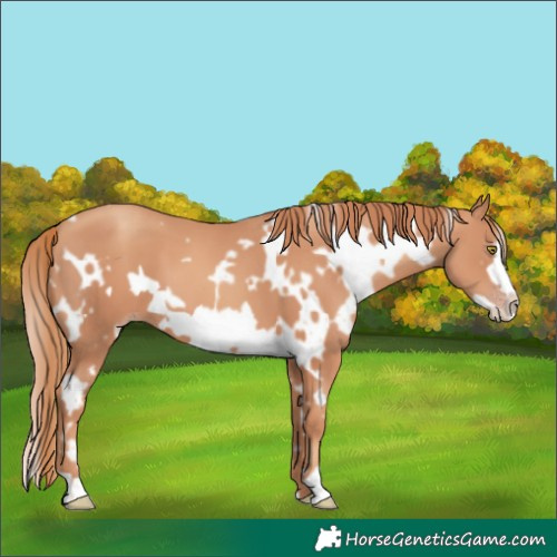 Horse Color:White Spotted Gold Champagne Frame 