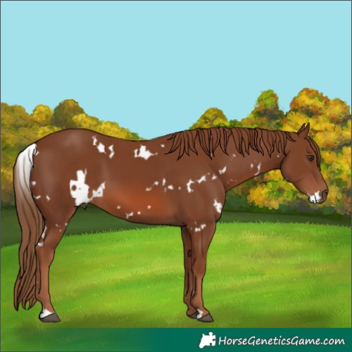 Horse Color:White Spotted Chestnut 