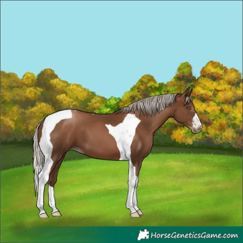 Horse Color:Gray Silver Black Pearl Tobiano