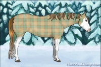 Horse Color:Plaid Red Dun Splash