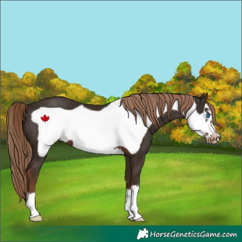 Horse Color:Liver Chestnut Frame Appaloosa 