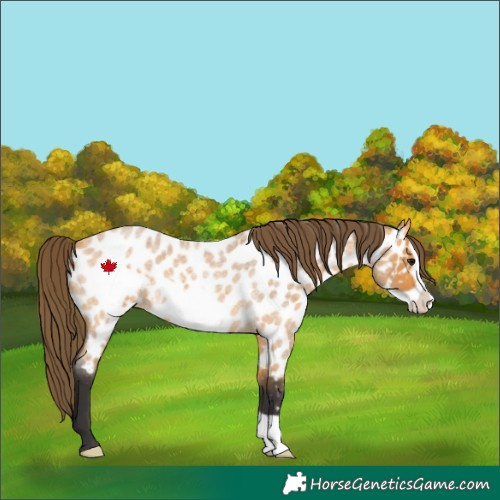 Horse Color:Buckskin Roan Frame Appaloosa 