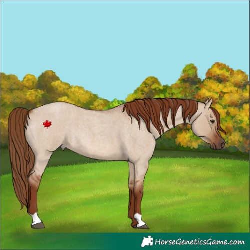 Horse Color:Red Dun Roan Rabicano 