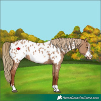Horse Color:Red Dun Frame Appaloosa 