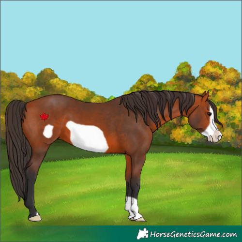 Horse Color:Bay Frame 