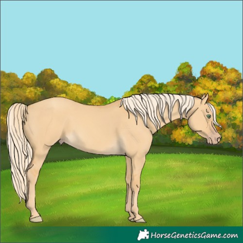 Horse Color:Gold Cream Champagne Dun Rabicano 