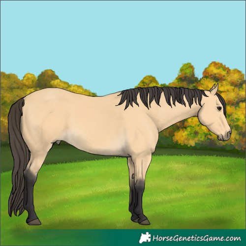 Horse Color:Buckskin
