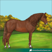 Horse Color:Chestnut 
