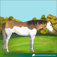Horse Color:Buckskin Splash 