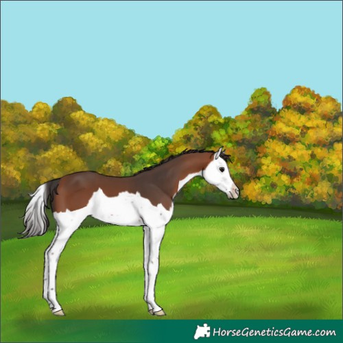 Horse Color:Bay Splash 