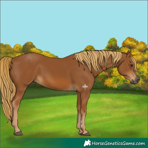 Horse Color:Gray Chestnut 