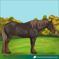 Horse Color:Liver Chestnut Rabicano 