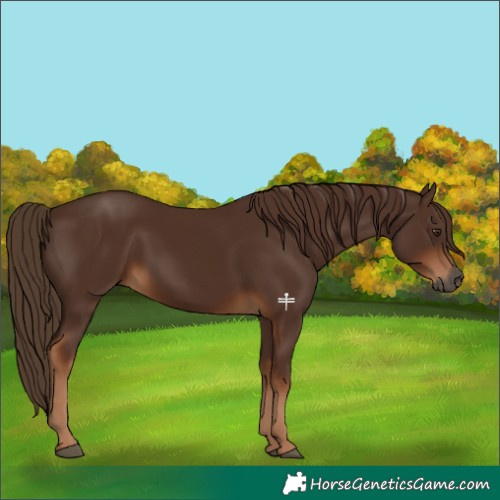 Horse Color:Gray Chestnut 