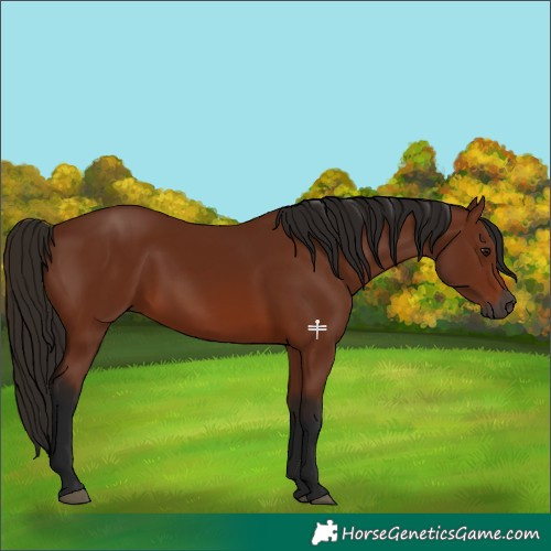 Horse Color:Gray Bay 