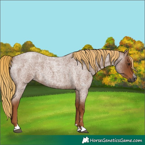 Horse Color:Gray Red Roan 