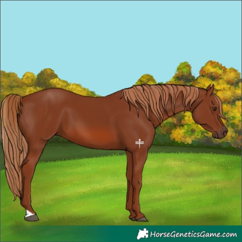 Horse Color:Chestnut 