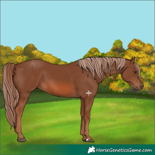 Horse Color:Chestnut 