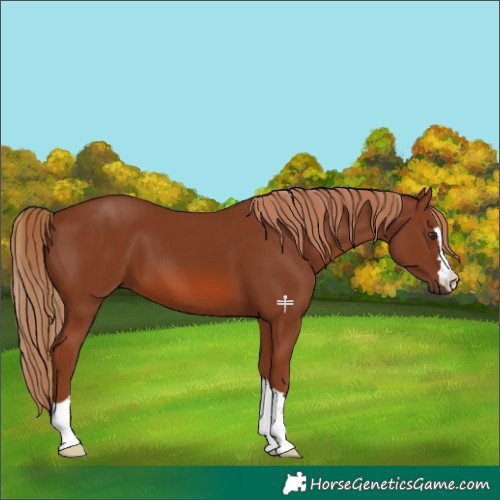 Horse Color:Chestnut 