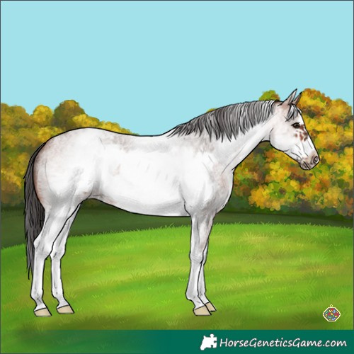 Horse Color:White Spotted Bay Roan Frame