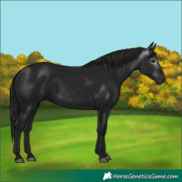 Horse Color:Gray Black 