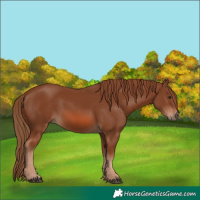 Horse Color:Chestnut 