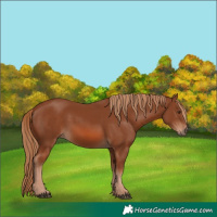 Horse Color:Chestnut 