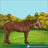 Horse Color:Gray Chestnut 