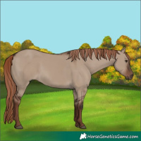 Horse Color:Liver Red Dun Rabicano 