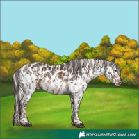 Horse Color:Liver Chestnut Sabino Splash Near Leopard and Liver Chestnut Mushroom Splash Tobiano Near Leopard