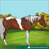Horse Color:Silver Brown Tobiano 