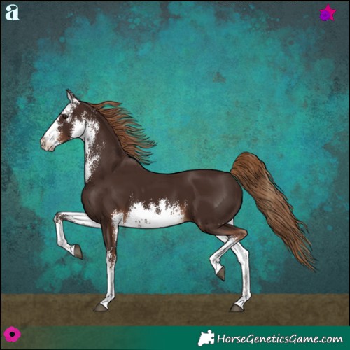 Horse Color:White Spotted Liver Chestnut 