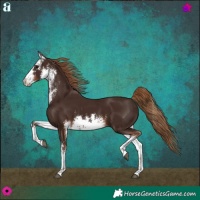 Horse Color:White Spotted Liver Chestnut 
