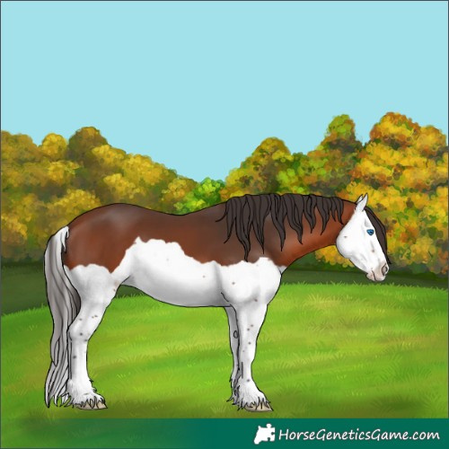 Horse Color:Bay Splash 
