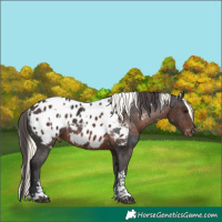 Horse Color:Brown Sabino Splash Appaloosa  and White Spotted Liver Chestnut Mushroom Tobiano Appaloosa Rabicano 