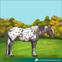 Horse Color:Brown Sabino Splash Appaloosa  and White Spotted Liver Chestnut Mushroom Tobiano Appaloosa Rabicano 