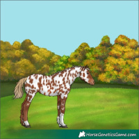 Horse Color:Chestnut Tobiano Appaloosa