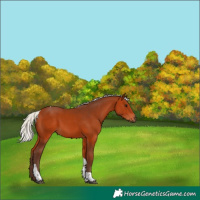 Horse Color:Silver Bay Tobiano 