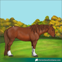 Horse Color:Chestnut Tobiano 
