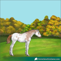 Horse Color:White Spotted Chestnut Splash Tobiano Frame Appaloosa 