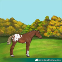 Horse Color:Chestnut Tobiano Appaloosa 